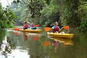 Mangrove Expedition at Goa Kayaking